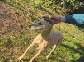 Bull x gray x saluki