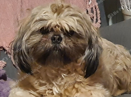 Lady kc Shihtzu looking for her peace and quiet