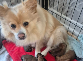 Pomeranian puppies