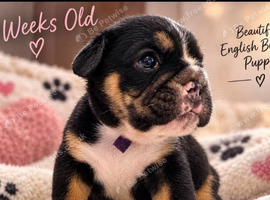 BEAUTIFUL ENGLISH BULLDOG PUPPIES &mdash; 4 WEEKS OLD