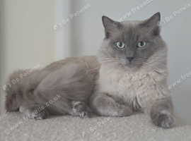 Male Ragdoll