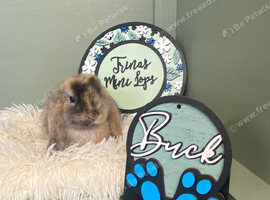 Mini Lop Babies - Ready for new homes 18.07.26