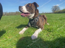 Staffordshire bull terrier x American bulldog