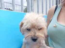 Yorkshire Terrier cross Chuichua
