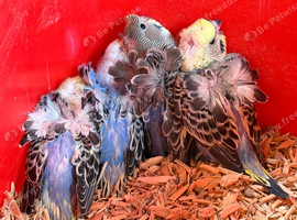 Hagoromo young budgies available