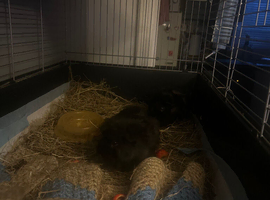2 female sister guinea pigs