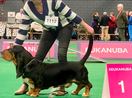 Quality KC Basset puppies