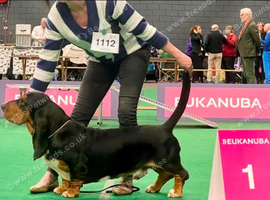 Quality KC REG. Basset pup