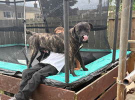Boerboel x cane corso
