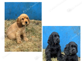 Beautiful Show Cocker Spaniel Puppies
