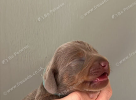 Miniature Dachshund Puppies