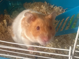 Hamsters cookie and biscuit