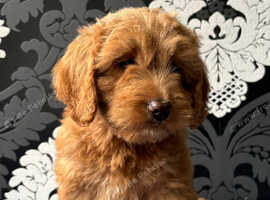Stunning pra clear miniature poodles for stud