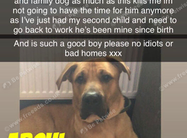 Boerboel x German shepherd