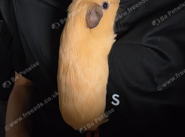 Male baby