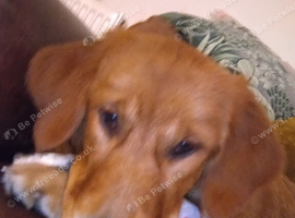Fox red retriever 10 months old female