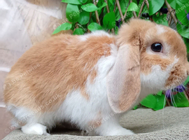 Mini lop
