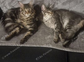 2 boy kittens