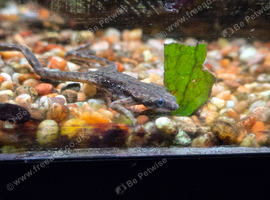 Calico Platys, Pleco and African Dwarf Frogs free to a good home
