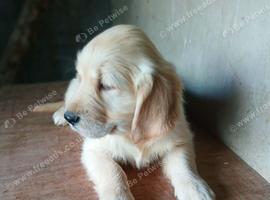 4 Gorgeous boys Ready now for new homes pics taken 10/08