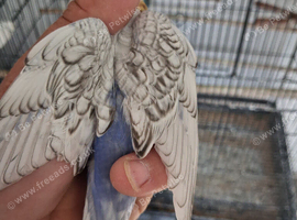 Budgies