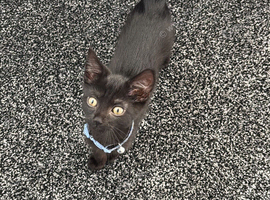 Kitten looking for a home..