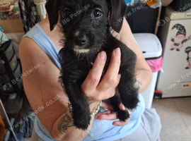 Miniture dachshund x shih tzu puppies