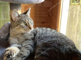 Gorgeous grey female cat for sale