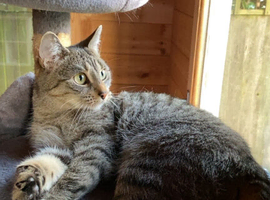 Grey female cat for sale