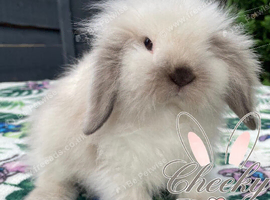 Stunning Seal Point Lion Lop Boy