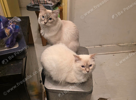 Stunning & Affectionate Ragdoll Boys &ndash; Toffee & Coffee