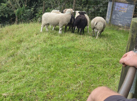 Tups for sale