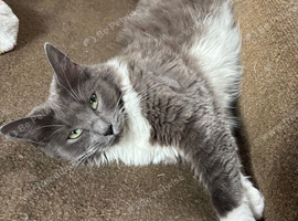Mink ragdoll kittens due 12th of July
