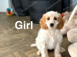 Petal gorgeous litter of cockapoo colours