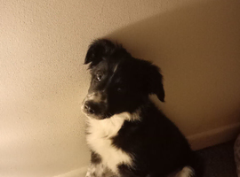 14 week old border collie