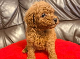 Toy Poodle