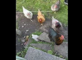 5 x 12 month old chickens