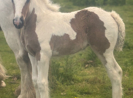 Top class Coloured foal