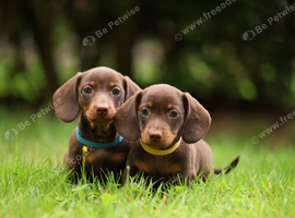 Miniature dachshund