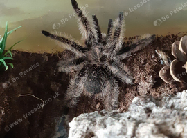 Large juvie curly hair tarantula.