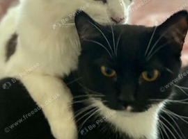 Maincoon and British short haired