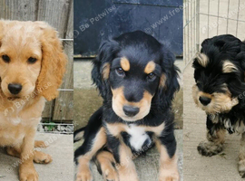 Cockapoo (2 girls, 1 boy)