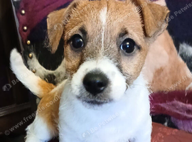 Beautiful Jack Russell puppy