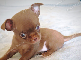 One Tiny Chocolate smooth coat Chihuahua Girl