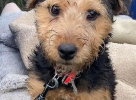 Female Lakeland terrier