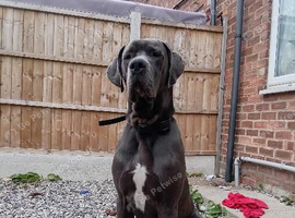 Great dane 11 months old