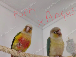 Pineapple Conure and Torquise conure for sale
