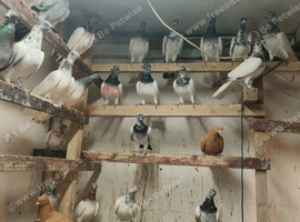 I have pigeons for saleVaccinated