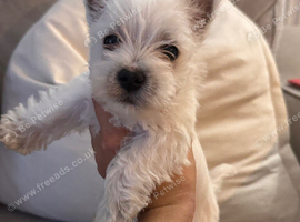 West highland terrier