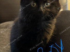 Kittens